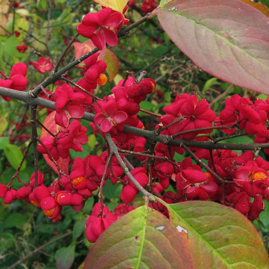 Euonymus europaeus; Asa infloreste
