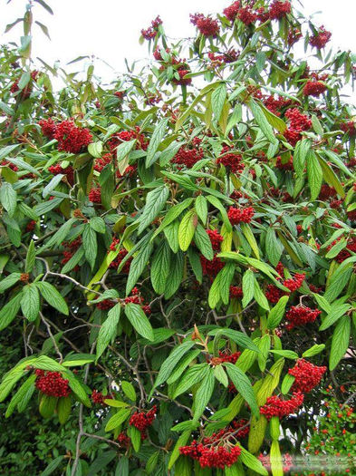 Viburnum Rhytidophyllum; Asa arata cand infloreste, puiutii mei sunt pe prima pagina
