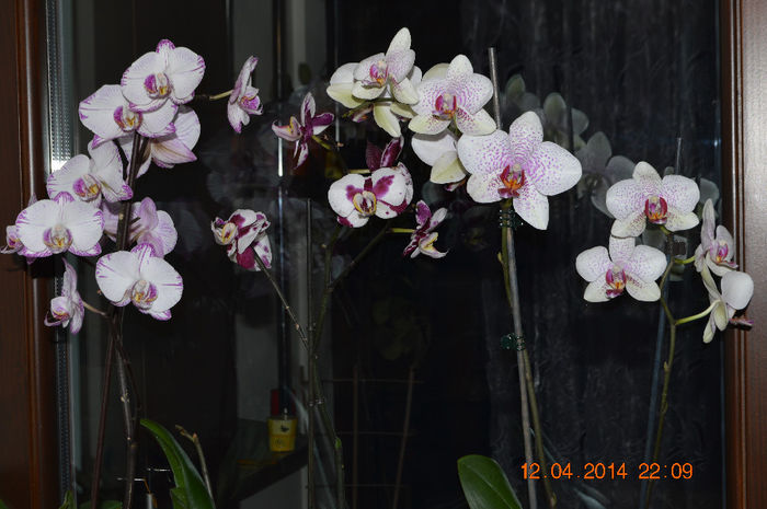 DSC_0076 - Phalaenopsis1