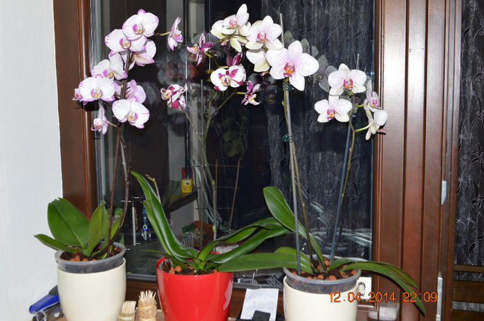 DSC_0077 - Phalaenopsis1