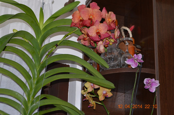 DSC_0080 - Vanda