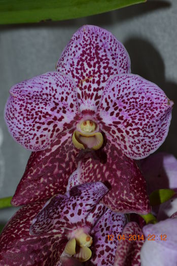 DSC_0084 - Vanda