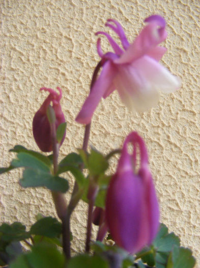 Aquilegia Cameo Rose and White