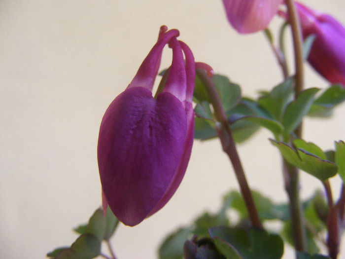 Aquilegia Cameo Rose and White