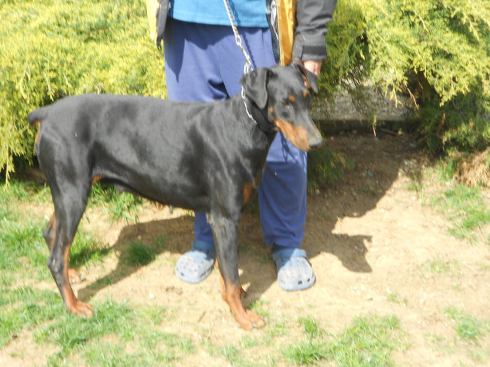 Copy (2) of Copy of DSCN1255 - dobermani si Iluzia fica mea