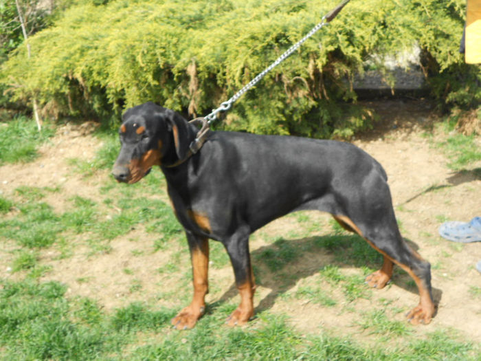 DSCN1261 - dobermani si Iluzia fica mea