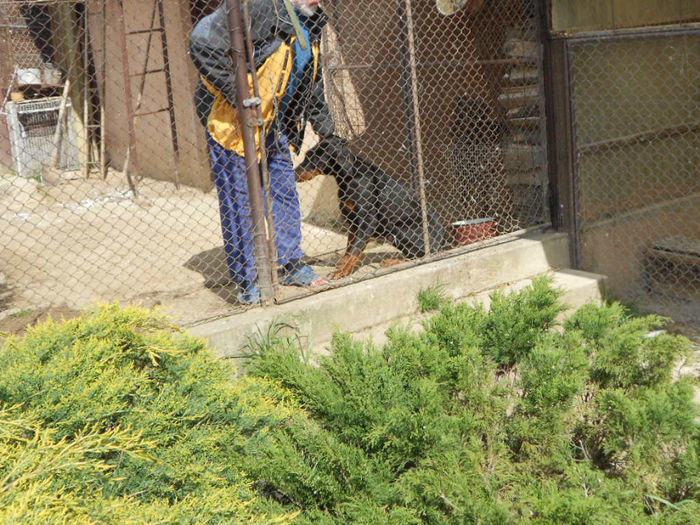 Copy of DSCN1258 - dobermani si Iluzia fica mea