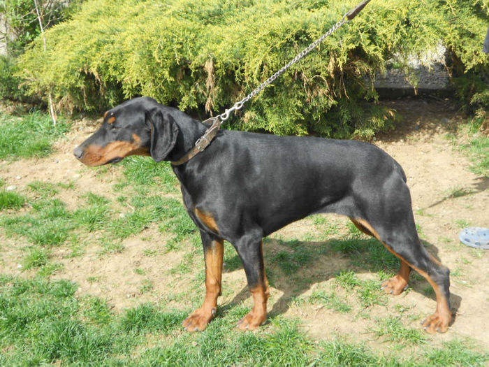 DSCN1260 - dobermani si Iluzia fica mea