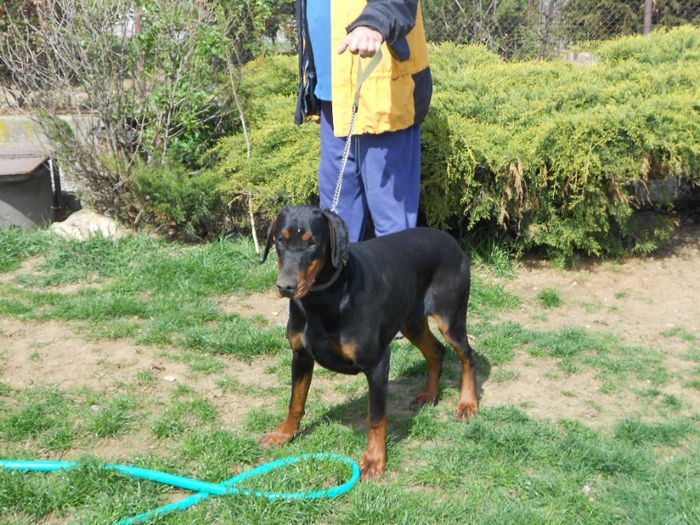 DSCN1264 - dobermani si Iluzia fica mea