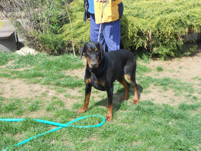 DSCN1265 - dobermani si Iluzia fica mea
