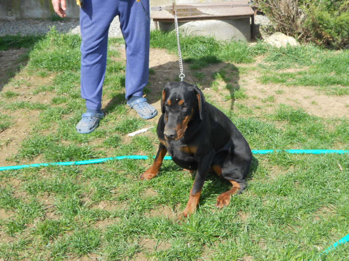 DSCN1266 - dobermani si Iluzia fica mea