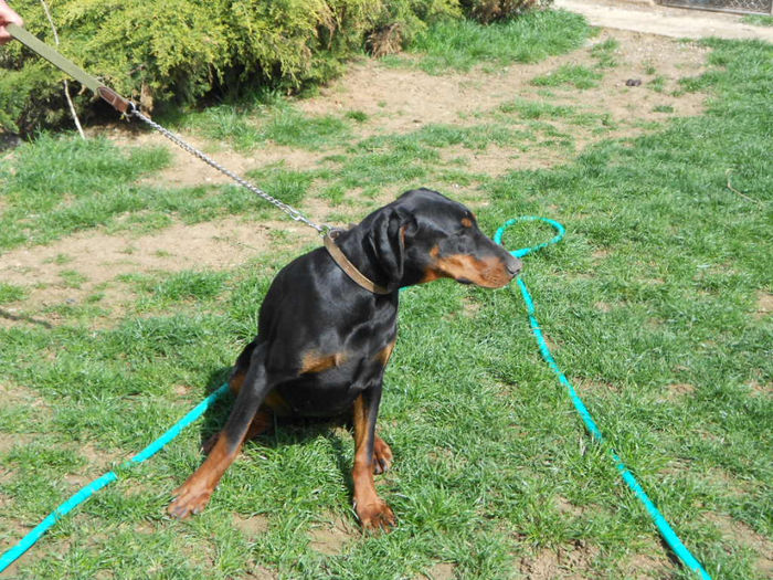 DSCN1268 - dobermani si Iluzia fica mea