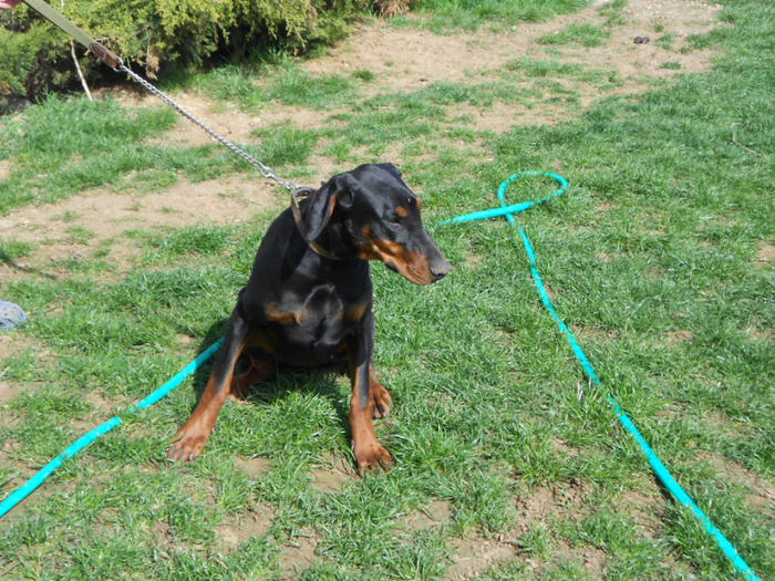 DSCN1269 - dobermani si Iluzia fica mea