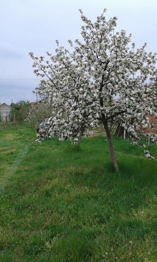 MAR - Casuta cu flori