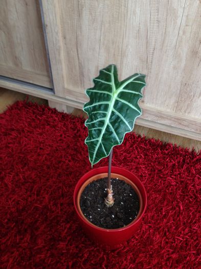 image - alocasia polly-nu mai am