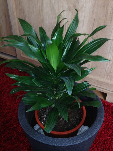 image - dracena compacta-nu mai am