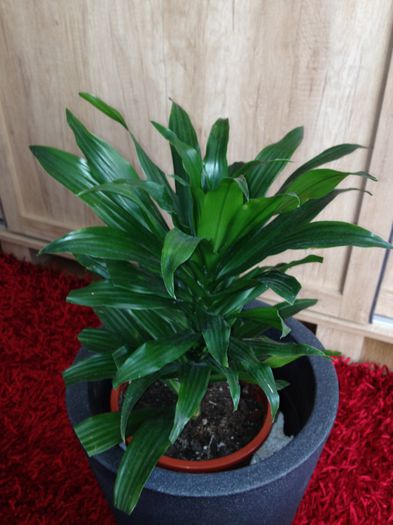 image - dracena compacta-nu mai am