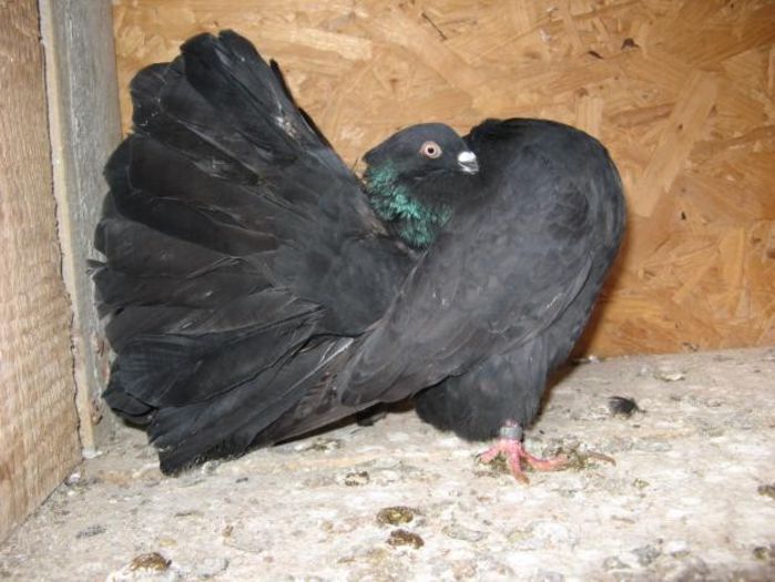 porumbel negru voltat - porumbei negri voltati