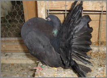 porumbel negru voltat - porumbei negri voltati