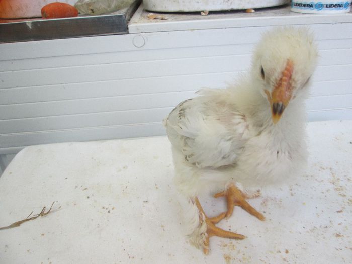 IMG_0576 - pui 2014 3 saptamani