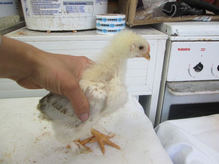 IMG_0577 - pui 2014 3 saptamani