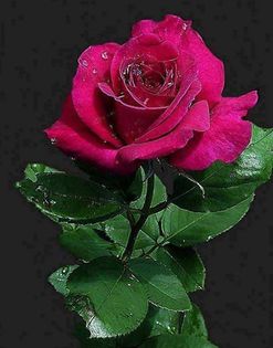 1544530_593947017362627_92768119_n