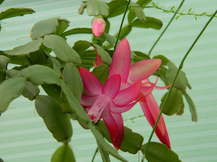 DSCN6175 - APRILIE 2014