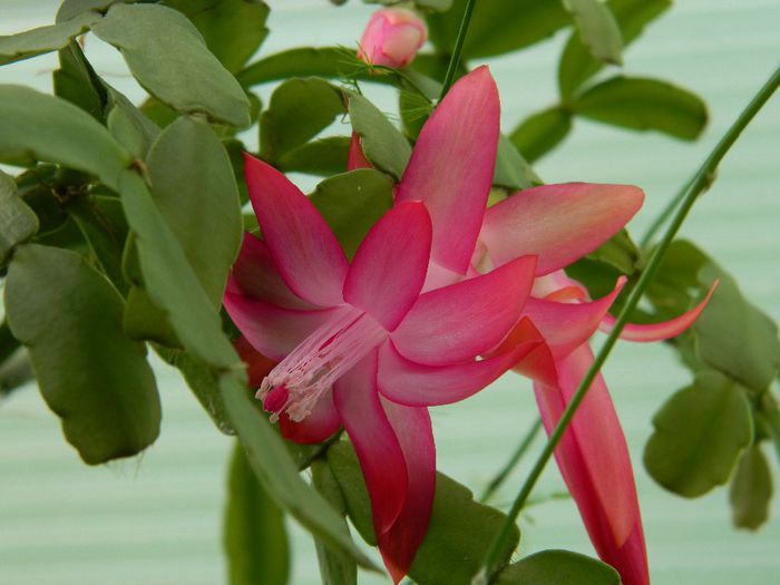 DSCN6176 - APRILIE 2014