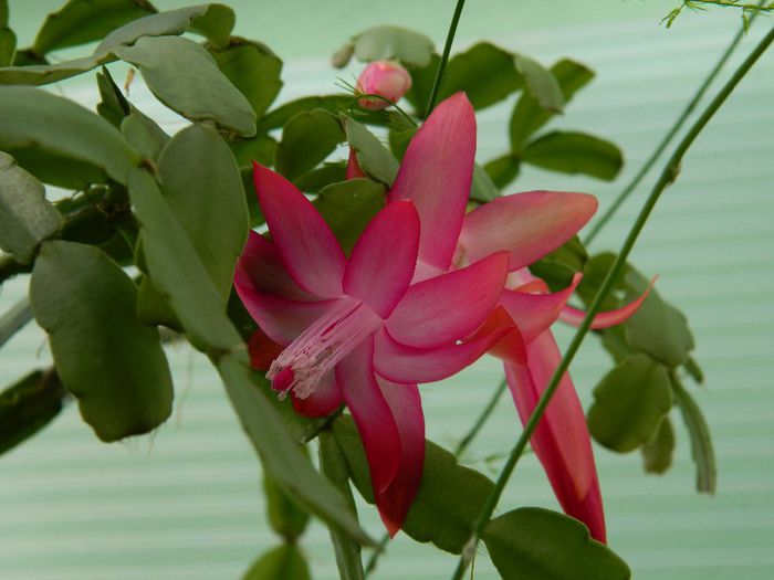 DSCN6177 - APRILIE 2014