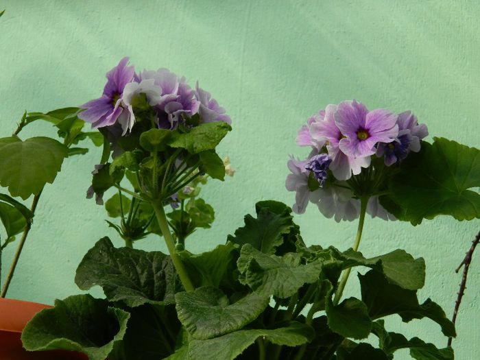 DSCN6180 - APRILIE 2014