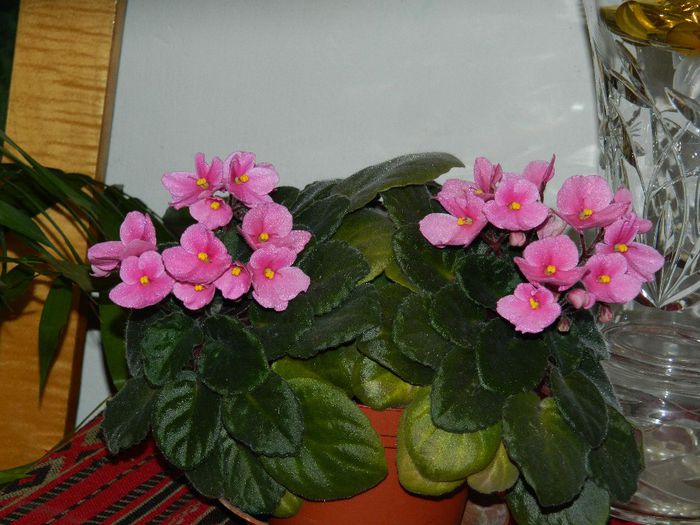 DSCN6183 - APRILIE 2014