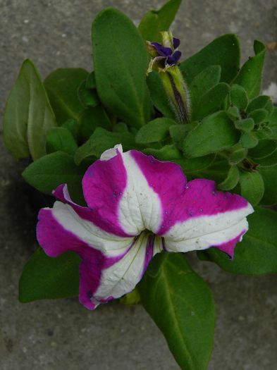 DSCN6225 - APRILIE 2014