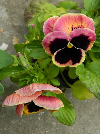 DSCN6226 - APRILIE 2014