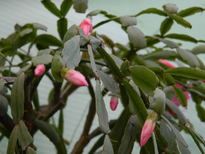 DSCN6234 - APRILIE 2014