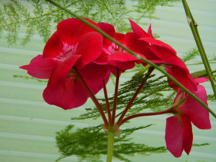 DSCN6236 - APRILIE 2014