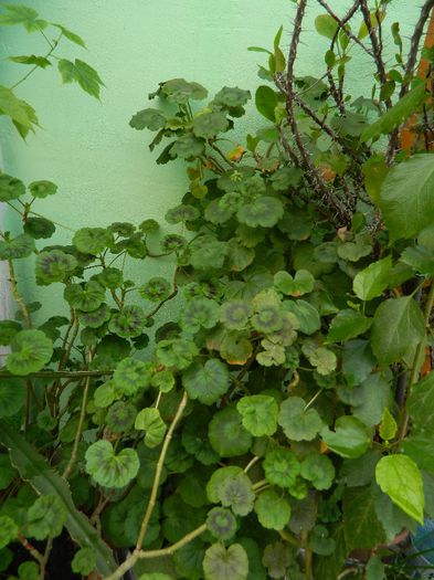 DSCN6240 - APRILIE 2014