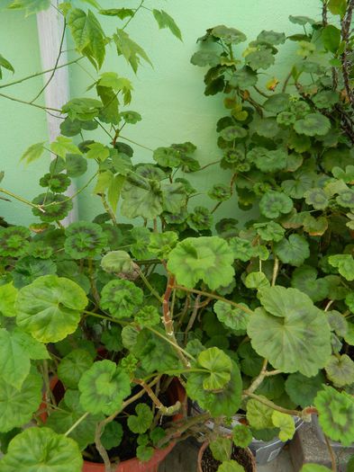 DSCN6241 - APRILIE 2014