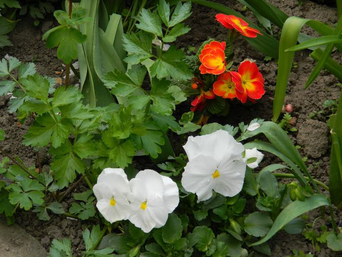 DSCN6248 - APRILIE 2014