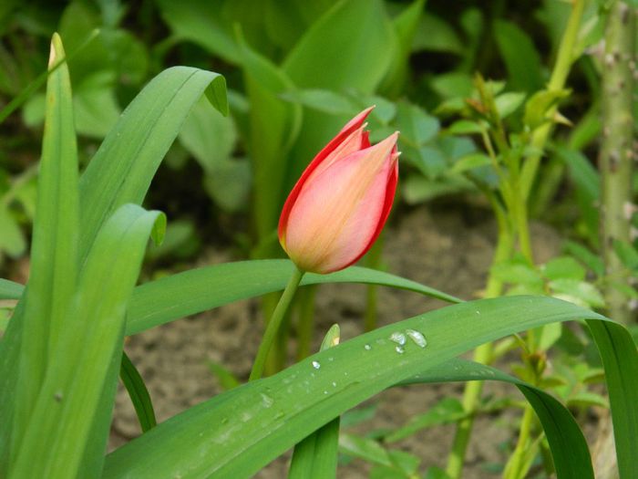 DSCN6268 - APRILIE 2014