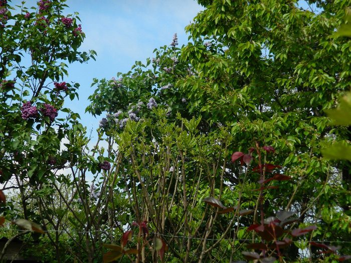 DSCN6271 - APRILIE 2014