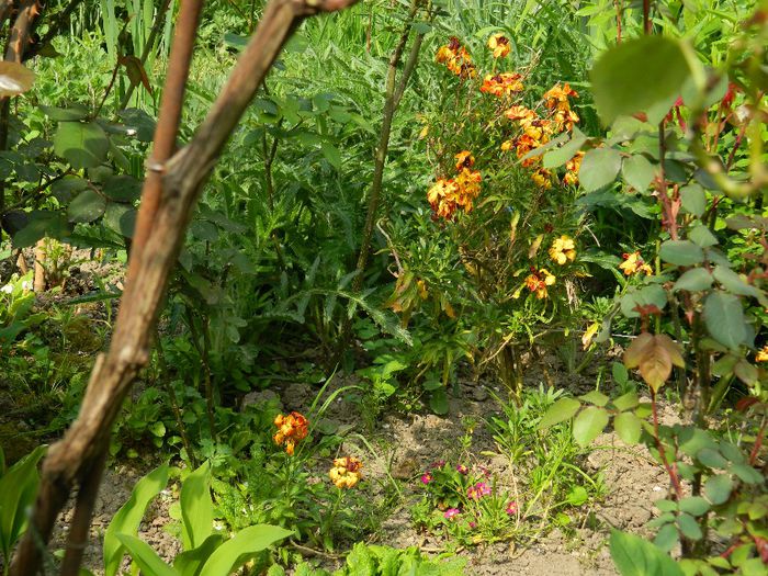 DSCN6274 - APRILIE 2014