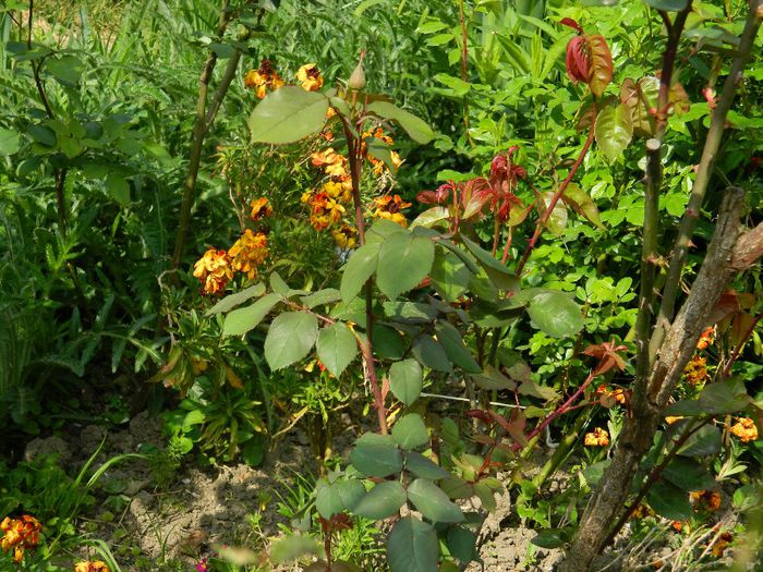 DSCN6275 - APRILIE 2014