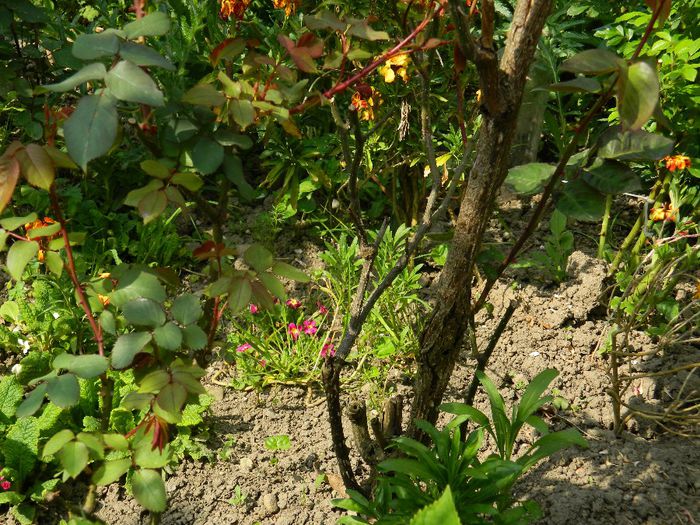 DSCN6276 - APRILIE 2014