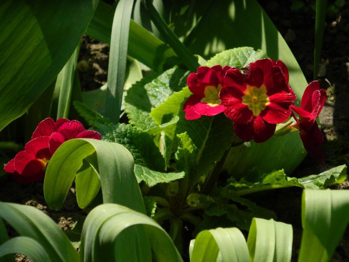 DSCN6278 - APRILIE 2014