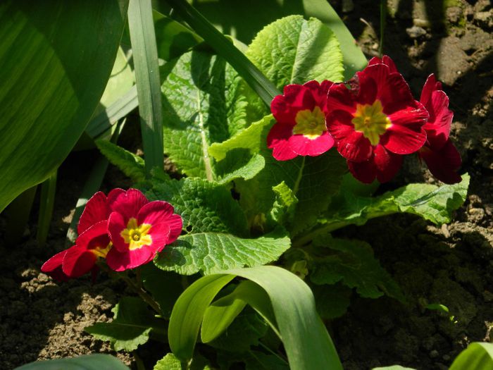 DSCN6279 - APRILIE 2014