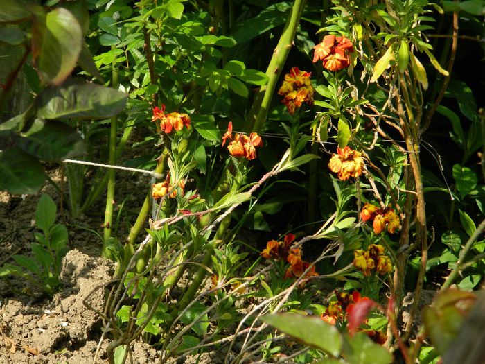 DSCN6280 - APRILIE 2014