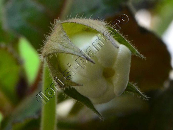 Sinningia Lucis ----- - GLOXINIA_SINNINGIA - Hibrizii mei -My hybrids