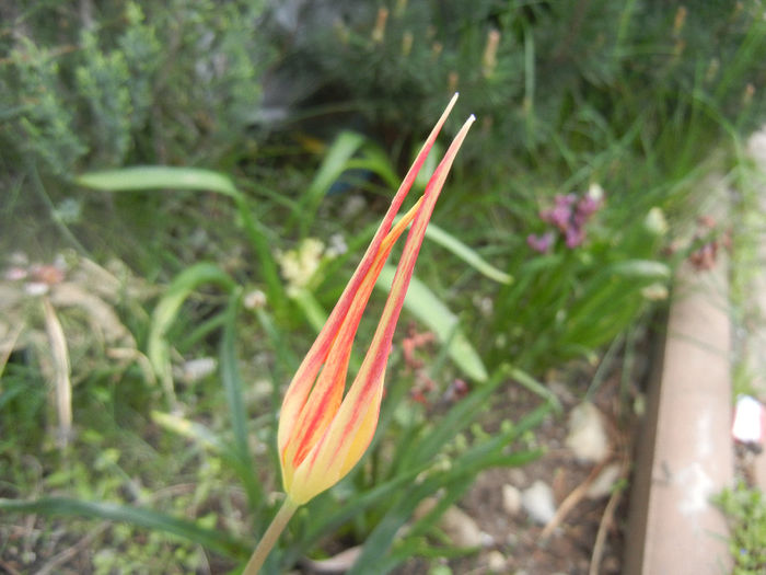 Tulipa Acuminata (2014, April 13) - Tulipa Acuminata