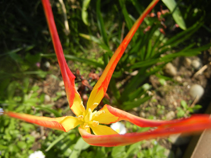 Tulipa Acuminata (2014, April 14) - Tulipa Acuminata