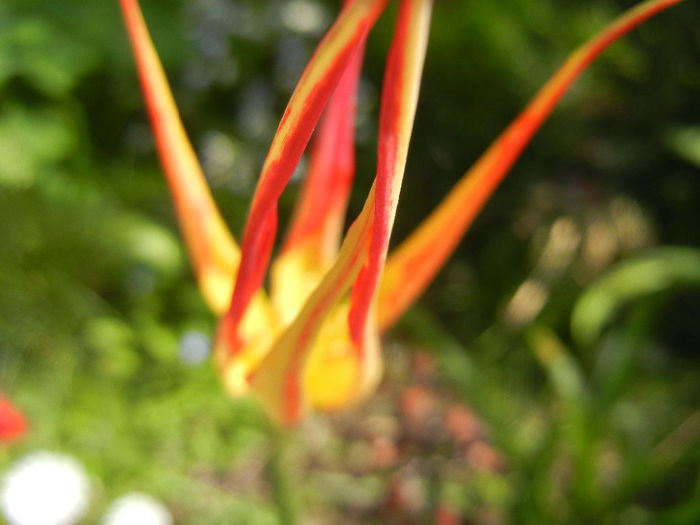 Tulipa Acuminata (2014, April 14) - Tulipa Acuminata